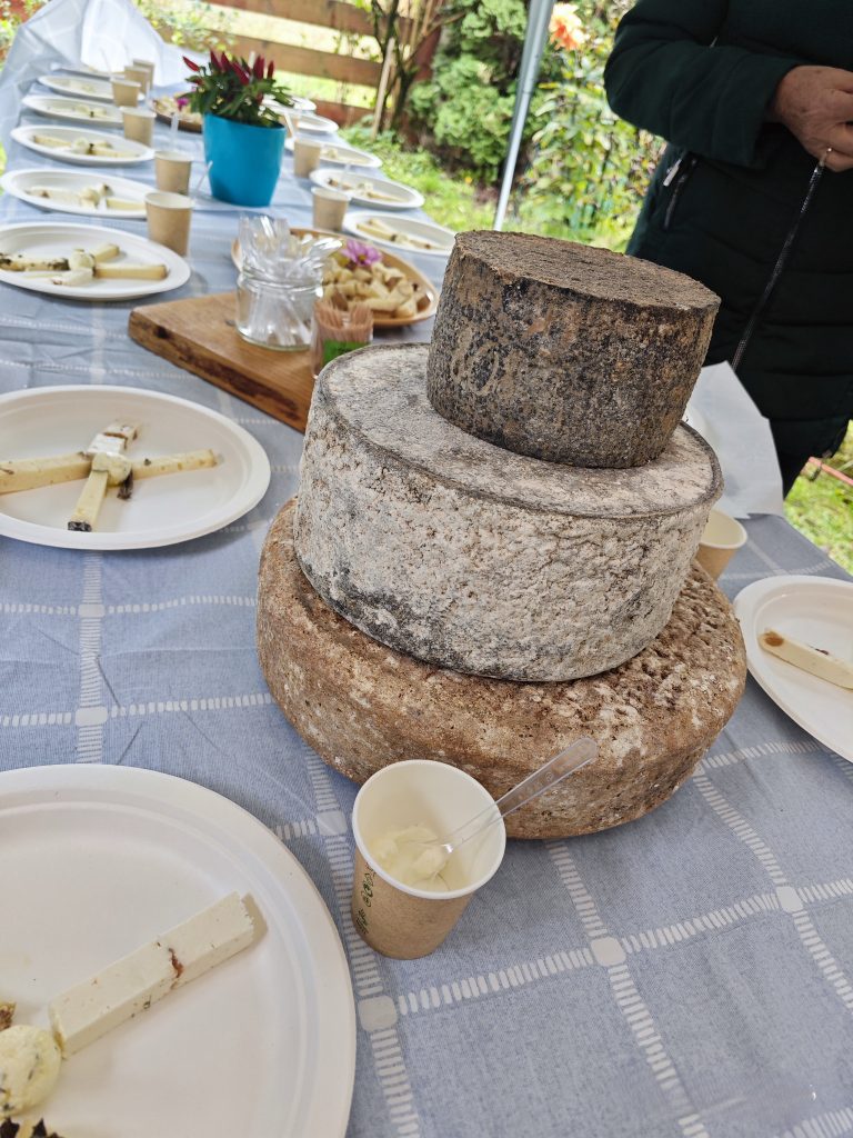 Na stole przygotowanym do degustacji leżą sery pleśniowe i długo dojrzewające. Są to trzy krążki serów w charakterystycznej skórce.