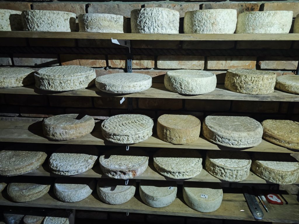 Półki z serami długo dojrzewającymi w piwniczce w gospodarstwie Pod Lasem w Koźlikach