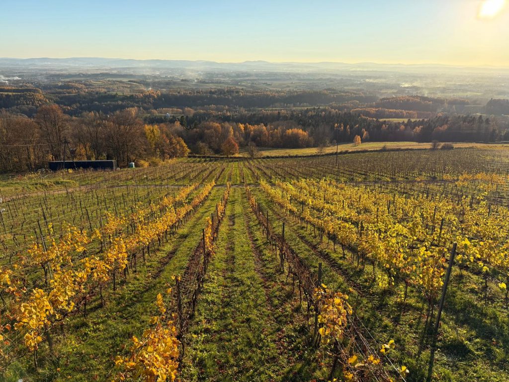 Widok przedstawiający winorośla rosnące na słonecznym stoku w Winnicy Widokowej Komboria