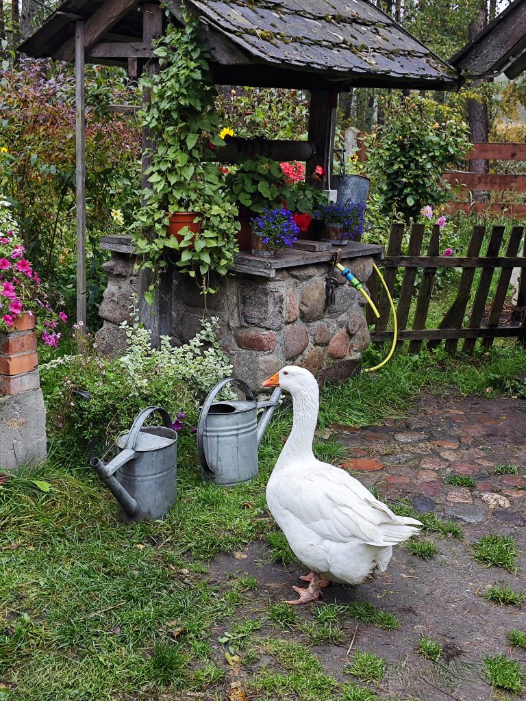 Stara studnia z kamienia z drewnianym daszkiem. Za nią drewniany płot. Wokół dużo zieleni, kwiatów, przed studnią stoją dwie metalowe konewki i gęś.